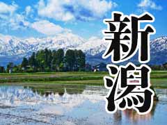 新潟県の地盤調査実績